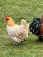 Deze tamme kipjes en hanen zoeken een goed huisje!, Dieren en Toebehoren, Pluimvee, Meerdere dieren, Kip