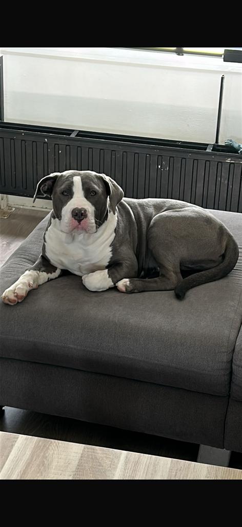 American bully, Dieren en Toebehoren, HCC (leverziekte), 15 weken tot 1 jaar, Teef, Bulldog