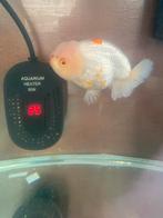 Ranchu, Dieren en Toebehoren, Vis, Zoetwatervis