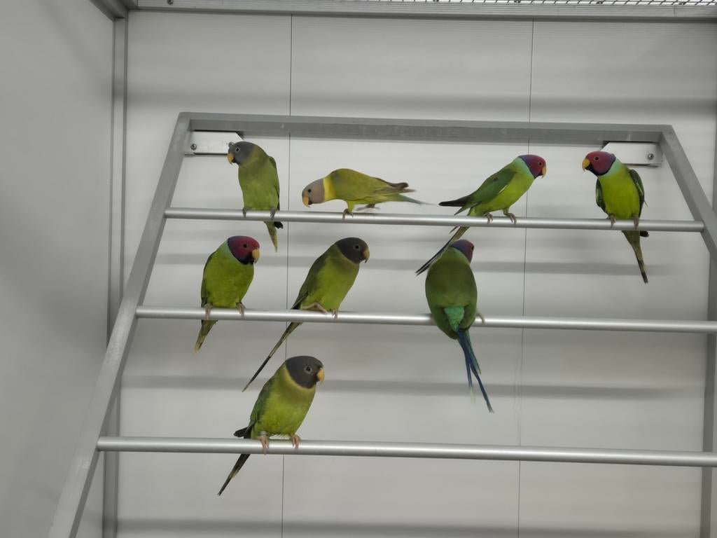 Gezocht veel soorten parkieten en papegaaien, Meerdere dieren, Dwergpapegaai of Agapornis