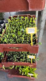 Groente plantjes, Ophalen, Eenjarig, Groenteplanten, Volle zon