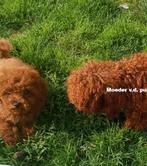 Schitterende (dieprode) toy poedel pup, Poedel, Reu, 8 tot 15 weken, Eén hond