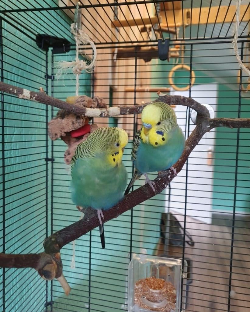 2 tamme parkietjes, Dieren en Toebehoren, Vogels | Parkieten en Papegaaien, Meerdere dieren, Parkiet