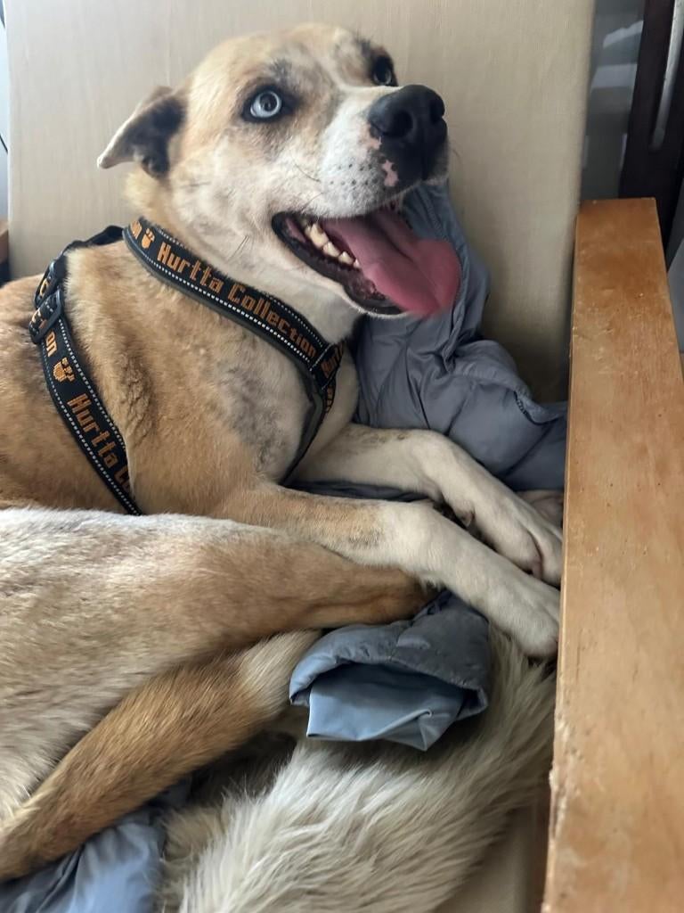  Ocean – een nieuw begin wacht op haar , Particulier, Buitenland, Teef, Parvo