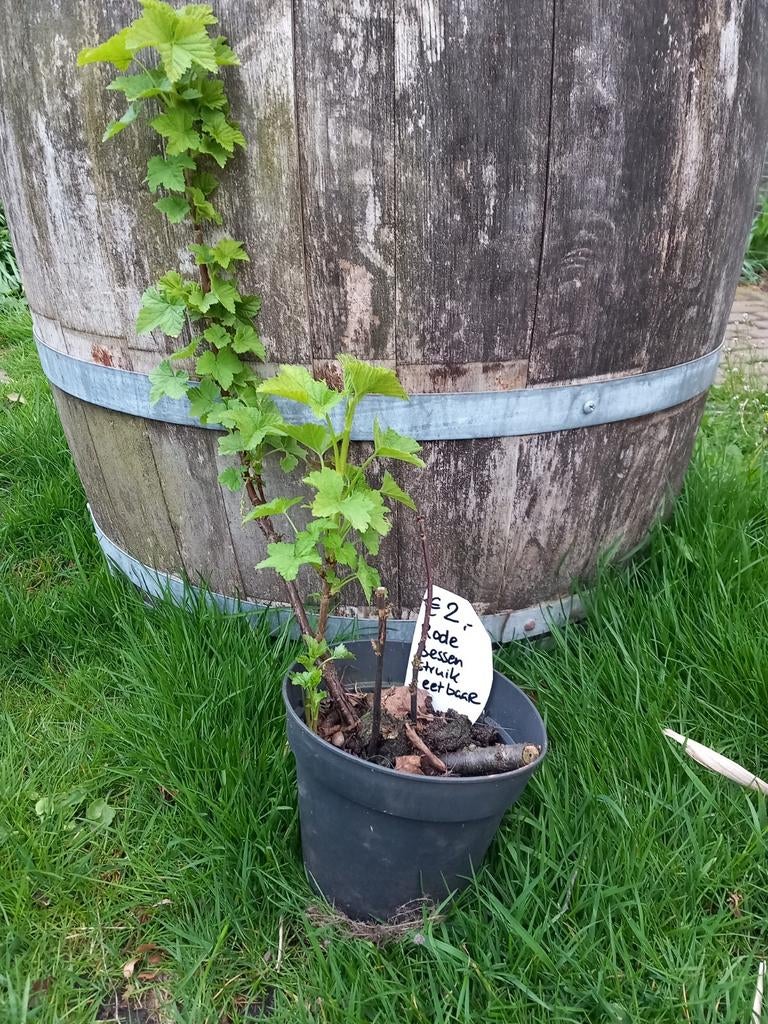 Rode bessen struik, Ophalen, Volle zon