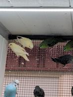 Diverse kleuren Catharina parkieten, Meerdere dieren, Parkiet, Geringd