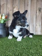 Welsh Corgi Cardigan pup / Corgi pup, Dieren en Toebehoren, België, Overige rassen, 8 tot 15 weken, Teef