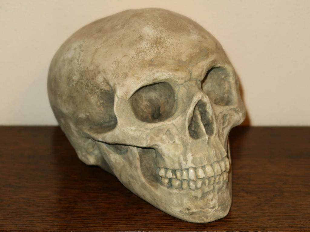 menselijke Skull, Schedel mens Medium-B, uniek, handgemaakt, Ophalen of Verzenden, Nieuw, Toneelattributen of Onderdelen