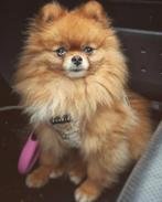 Dwergkees teef FCI stamboom 5 jaar, Keeshond, Teef, Parvo, Eén hond