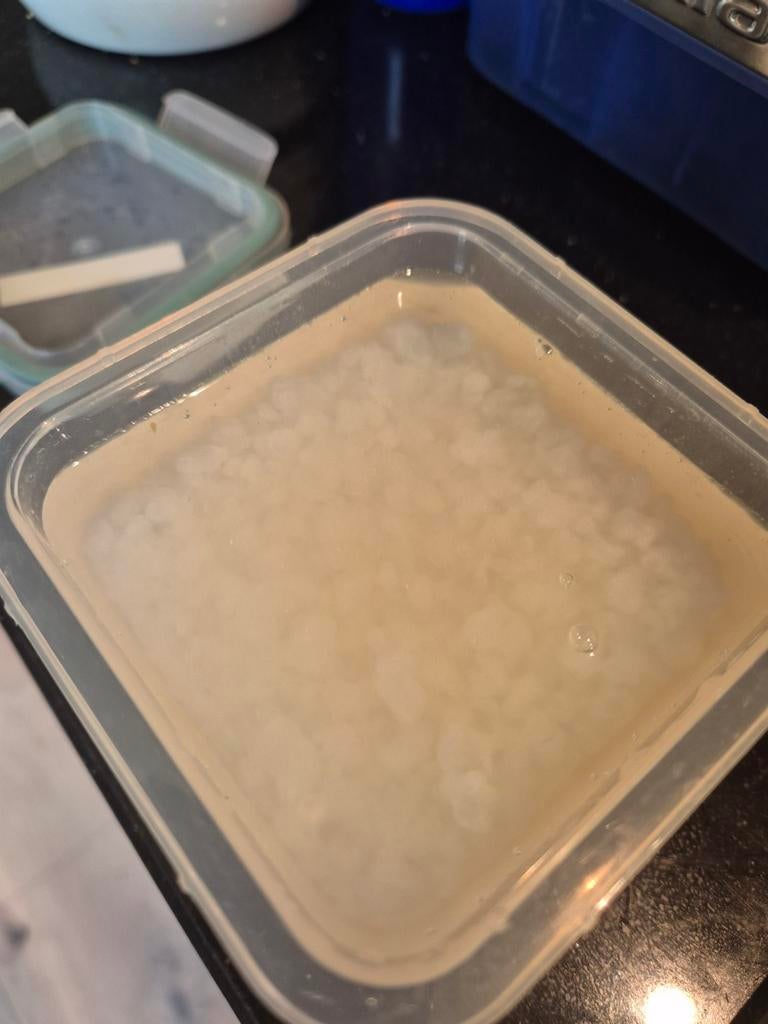 Waterkefir, Ophalen of Verzenden