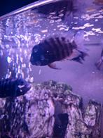 Zebra cichliden, Ophalen