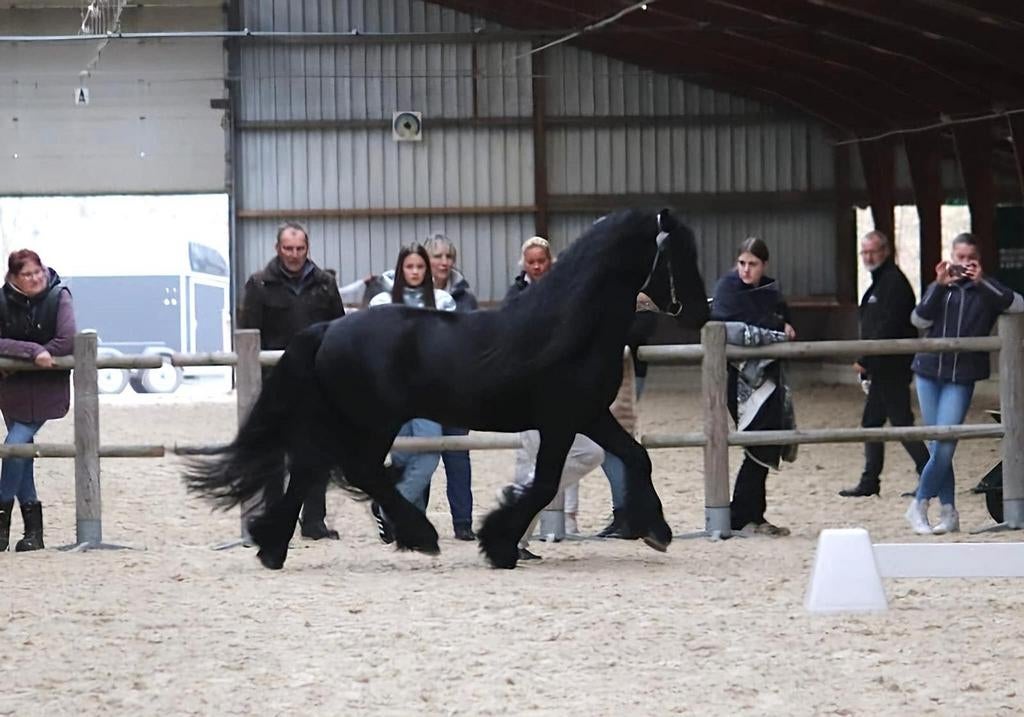 Verschillende super mooie Fell pony's te koop en ter dekking, Dieren en Toebehoren, Pony's, M, 0 tot 2 jaar, Hengst, Gechipt