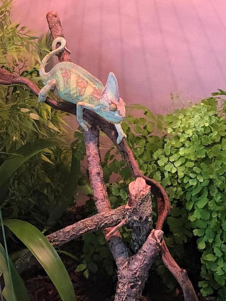 Kameleon met terrarium Chameleon - unknown for sale from martijn