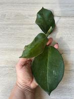 Hoya Calycina ‘Stargazer ‘🌱, Huis en Inrichting, Bloeiende kamerplant, Ophalen of Verzenden, Halfschaduw, Minder dan 100 cm