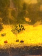 Blue polar parrot chichlide, Dieren en Toebehoren, Vis