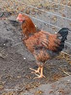 Jonge legkip haan, Mannelijk, Kip