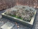 Gratis Lavendel struikjes, Tuin en Terras, Vijvers, Ophalen, Gebruikt
