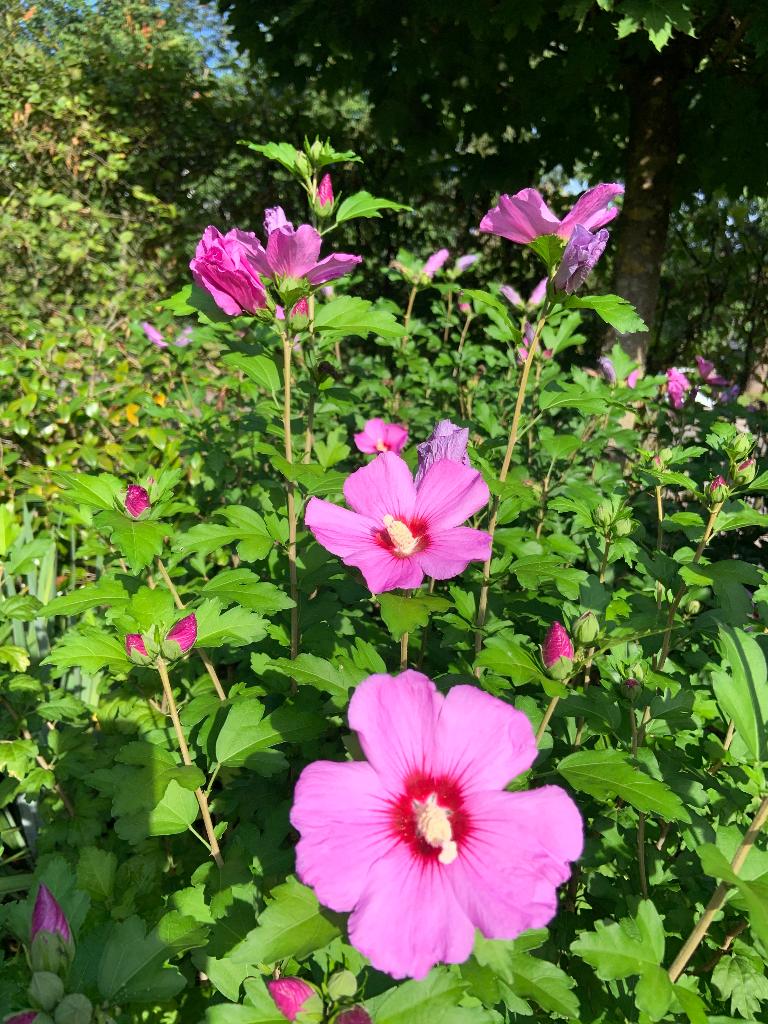 Hibiscus in pot - Hibiscus syriacus  'Woodbridge'  160cm, Ophalen, Overige soorten, Struik, 100 tot 250 cm
