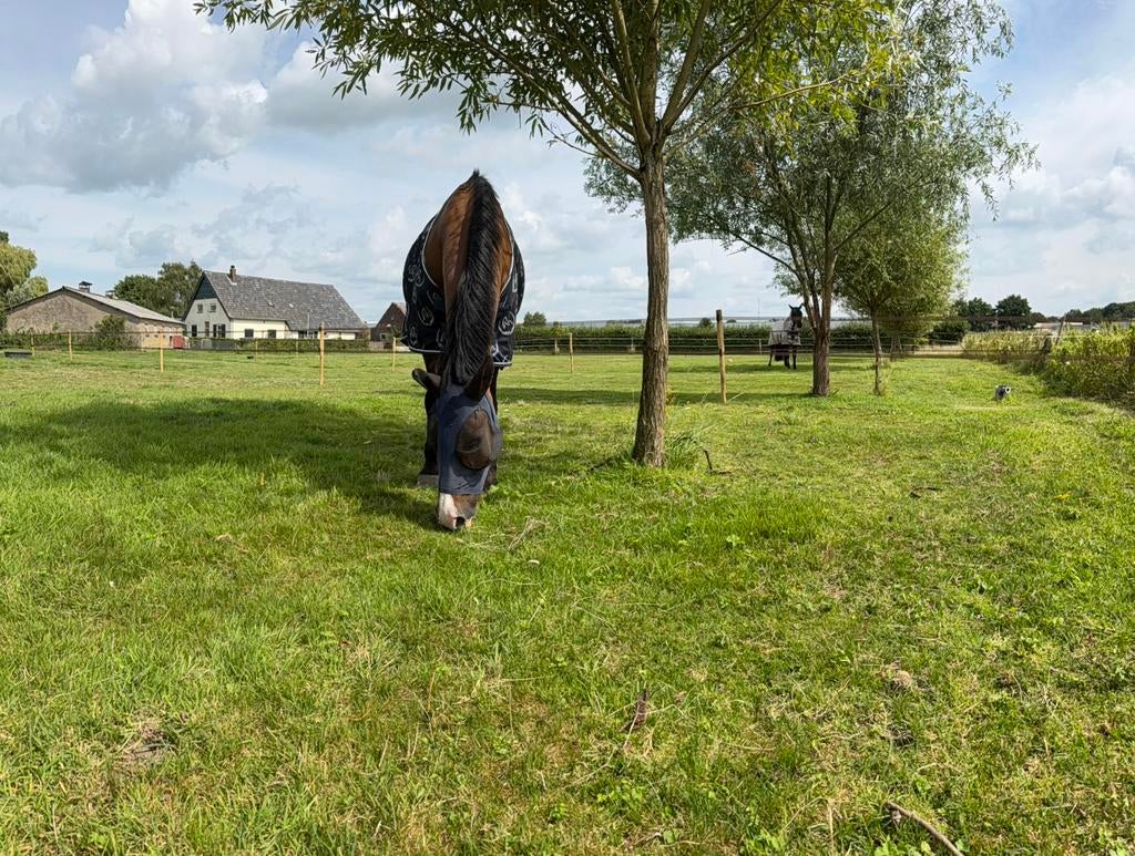 Weidegang aan het bos, Dieren en Toebehoren, Stalling en Weidegang, Weidegang, 1 paard of pony