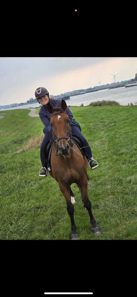Super lieve ruin, Dieren en Toebehoren, Paarden, Ruin, Zadelmak, 160 tot 165 cm, 11 jaar of ouder, Recreatiepaard, Gechipt