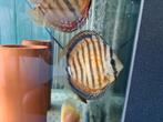 Paraconi Yellow Wild Cross Discus, Sympysodon Discus, Dieren en Toebehoren, Vissen | Aquariumvissen, Vis, Zoetwatervis