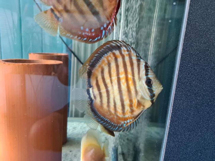 Paraconi Yellow Wild Cross Discus, Sympysodon Discus, Dieren en Toebehoren, Vissen | Aquariumvissen, Zoetwatervis, Vis