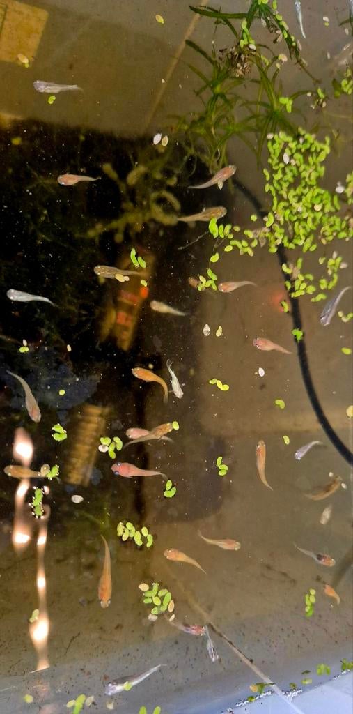 Medaka mix (Japanse rijstvis). Ideaal in een (terras) vijver, Overige soorten