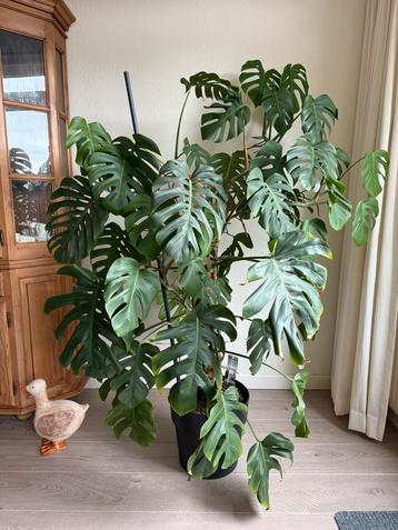 Te koop: grote gatenplant (monstera pertusum) 180 cm hoog beschikbaar voor biedingen