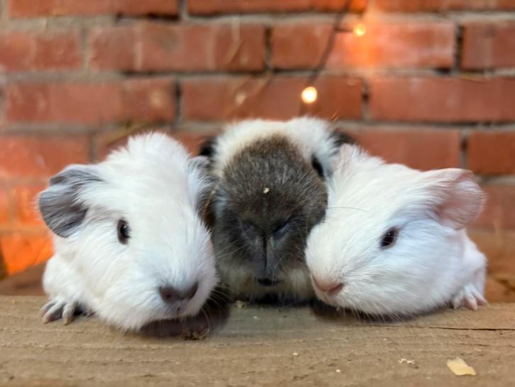 California cavia jongen geboren 14 november, Dieren en Toebehoren, Knaagdieren, Meerdere dieren, Cavia, November, Tam