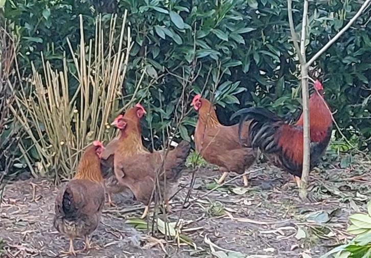 Broedeieren van de grote Welsumer, Dieren en Toebehoren, Pluimvee, Kip, Geslacht onbekend