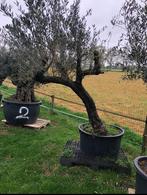 ️️❗️Actie️️️️️️❗️ Tekoop olijfboom Olea europea, Ophalen of Verzenden, Lente, 100 tot 250 cm, Olijfboom