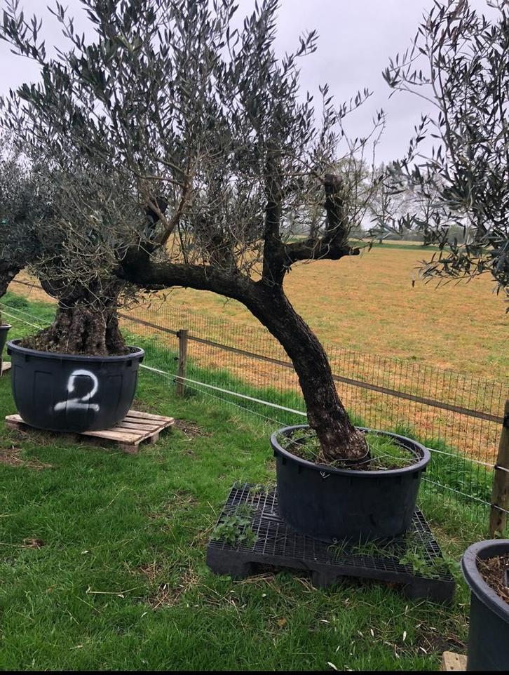 ️️❗️Actie️️️️️️❗️ Tekoop olijfboom Olea europea, Tuin en Terras, Planten | Bomen, Olijfboom, 100 tot 250 cm, Volle zon, Lente