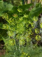 Bladvenkel  zaden. Geel. Foeniculum Vulgare., Ophalen of Verzenden, Voorjaar, Volle zon, Zaad