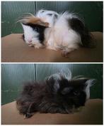 Cavia zeug, Dieren en Toebehoren, Knaagdieren, Cavia, Vrouwelijk, Januari, Tam