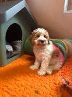 te koop Australië labradoodle, HCC (leverziekte), Overige rassen, 8 tot 15 weken, Meerdere dieren