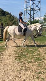 Paardvriendelijke instructrice aangeboden, Ophalen, Nieuw, Dressuur