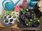 Kleine en grotere planten te koop, Ophalen of Verzenden, Overige soorten, Minder dan 100 cm