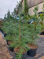 Sequoiadendron giganteum "Glaucum" / blauwe mammoetboom, Tuin en Terras, Planten | Bomen, Bloeit niet, Zuilboom, 400 cm of meer