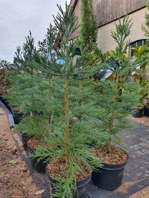 Sequoiadendron giganteum "Glaucum" / blauwe mammoetboom, Tuin en Terras, Planten | Bomen, Zuilboom, 400 cm of meer, Volle zon