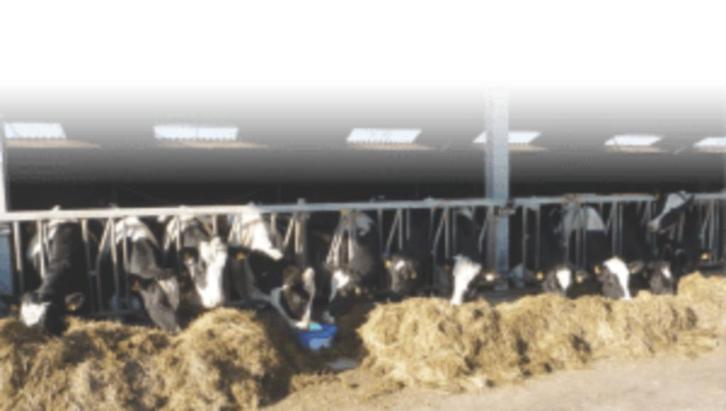 Gezocht: Jongvee opfok pinken/koeien/melkvee, Dieren en Toebehoren, Stalling en Weidegang, Opfok