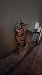 Lieve kitten van 5 maanden, Dieren en Toebehoren, Poes