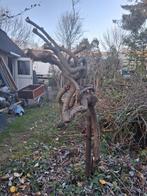 Sierwilg knotwilg treurwilg gratis, Tuin en Terras, Ophalen, Volle zon, Overige soorten, 100 tot 250 cm