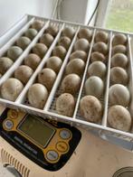 Broedeieren wyandotte kriel zilverpatrijs, Ophalen of Verzenden, Zo goed als nieuw, Overige typen