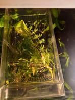 +- 30 hybride mix guppen 1 cm, Vis