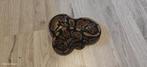 ball python 0.3 100% het ultramel 66% het pied, Dieren en Toebehoren, Reptielen en Amfibieën, Slang, Tam, 0 tot 2 jaar