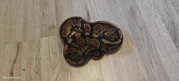 ball python 0.3 100% het ultramel 66% het pied beschikbaar voor biedingen