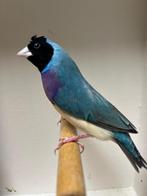 Blauwe Gouldamadine met kuif, Mannelijk