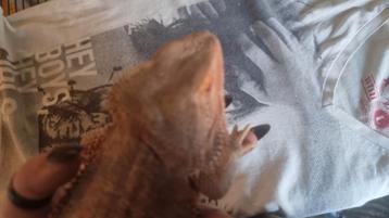 Lieve tamme baardagamen ( man + vrouw) beschikbaar voor biedingen