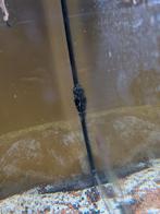 Gratis vissen, Dieren en Toebehoren, Vis