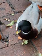 3 mooie kwakertjes, woerden, Dieren en Toebehoren, Pluimvee, Mannelijk, Eend